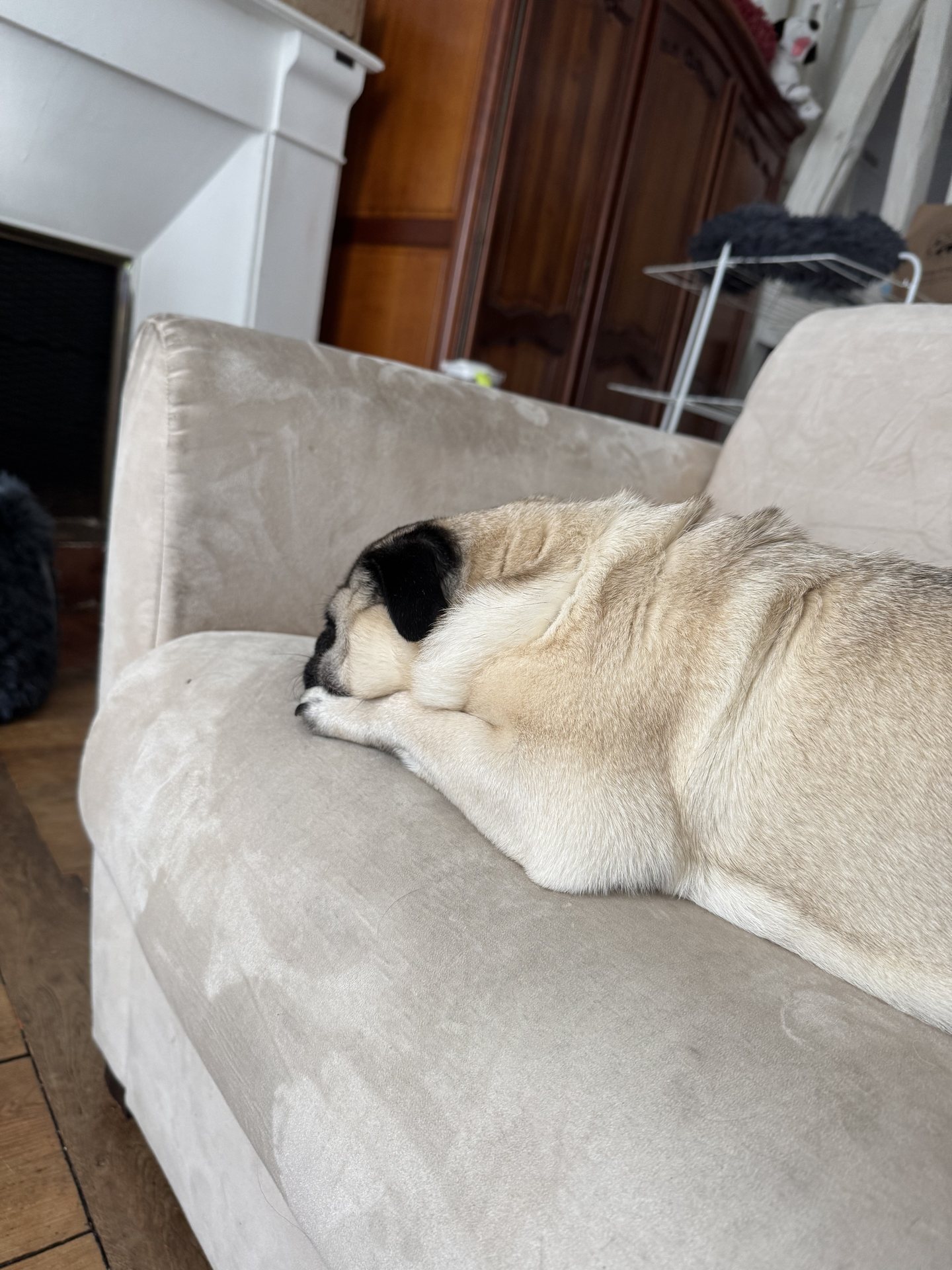 Chien endormi