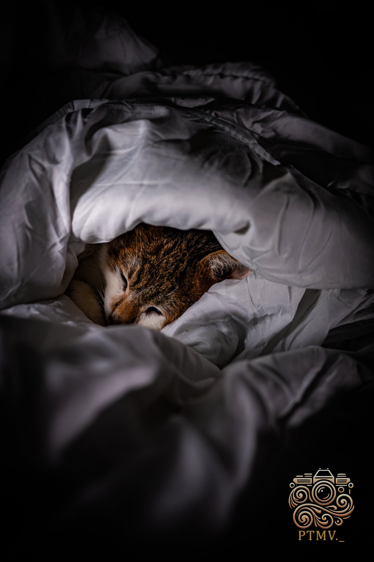 Chat au calme sous une couette