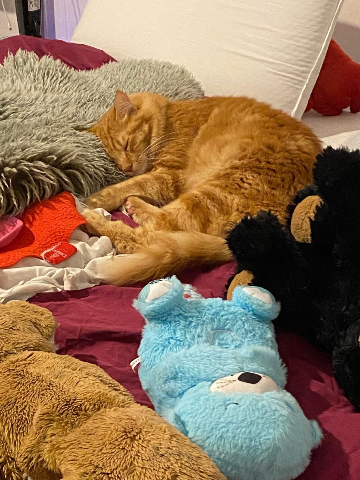 Chat au repos