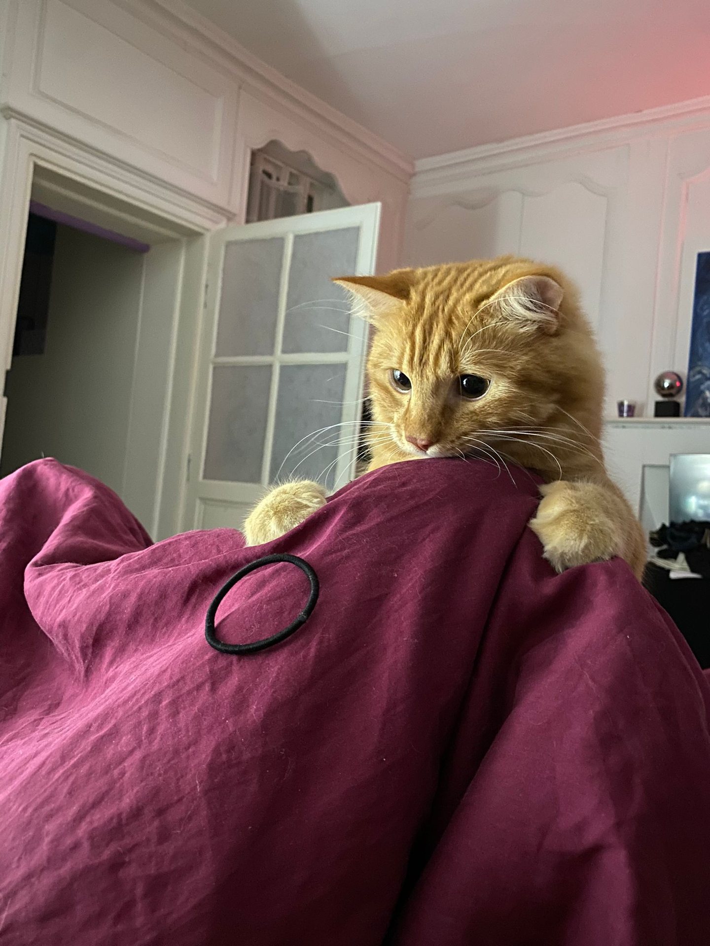 Chat détendu à son domicile
