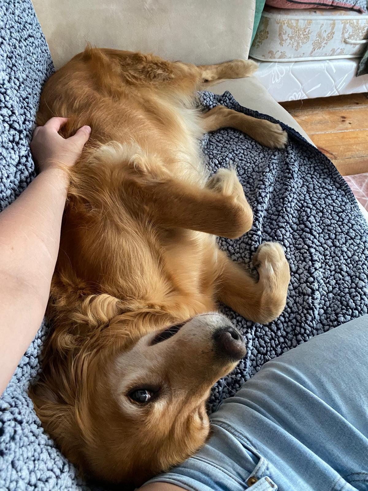 Chien recevant des caresses