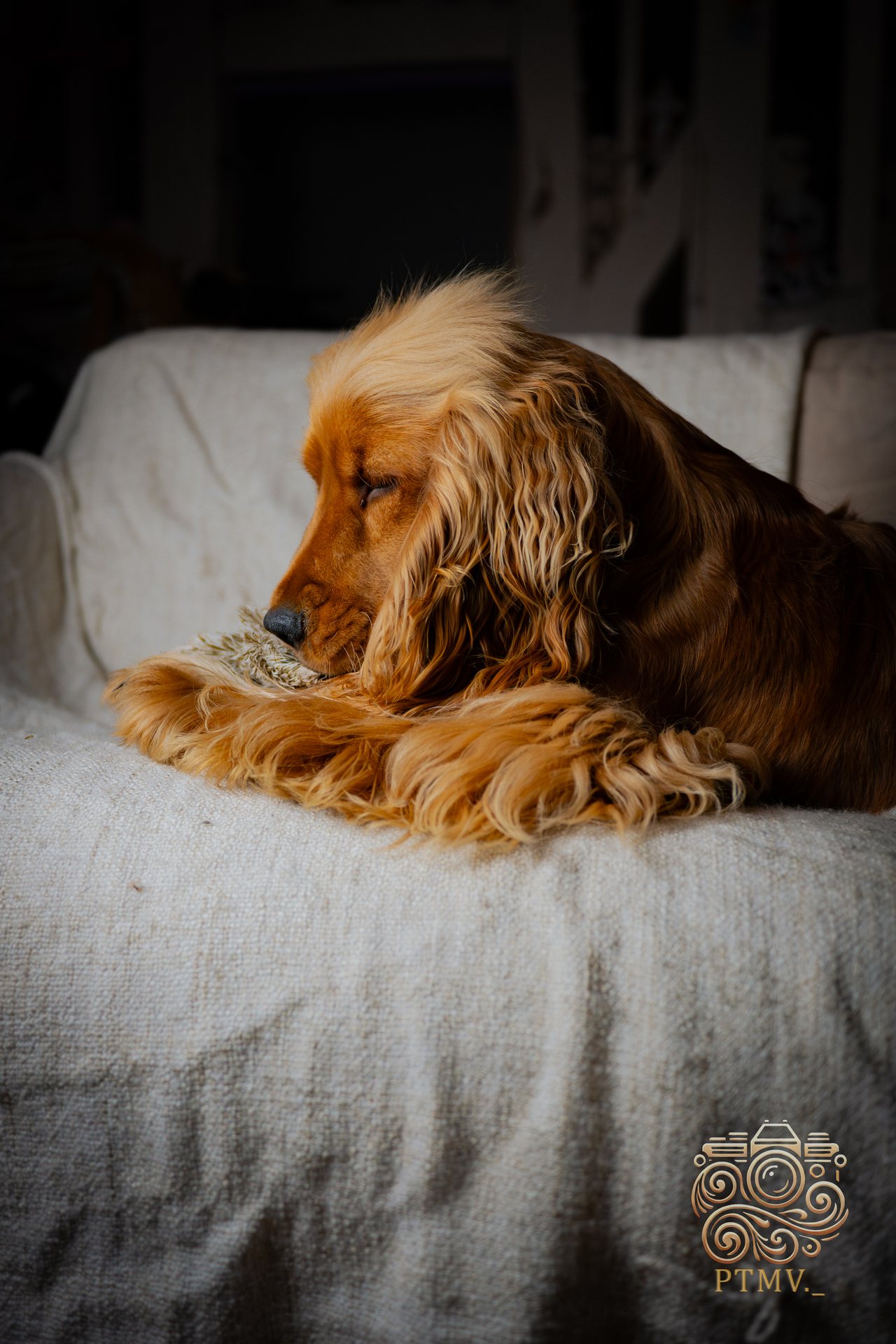 Chien détendu sur un canapé