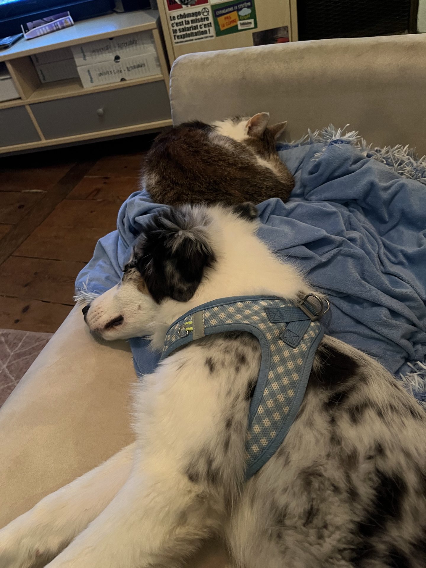 Chien et chat pendant une garde