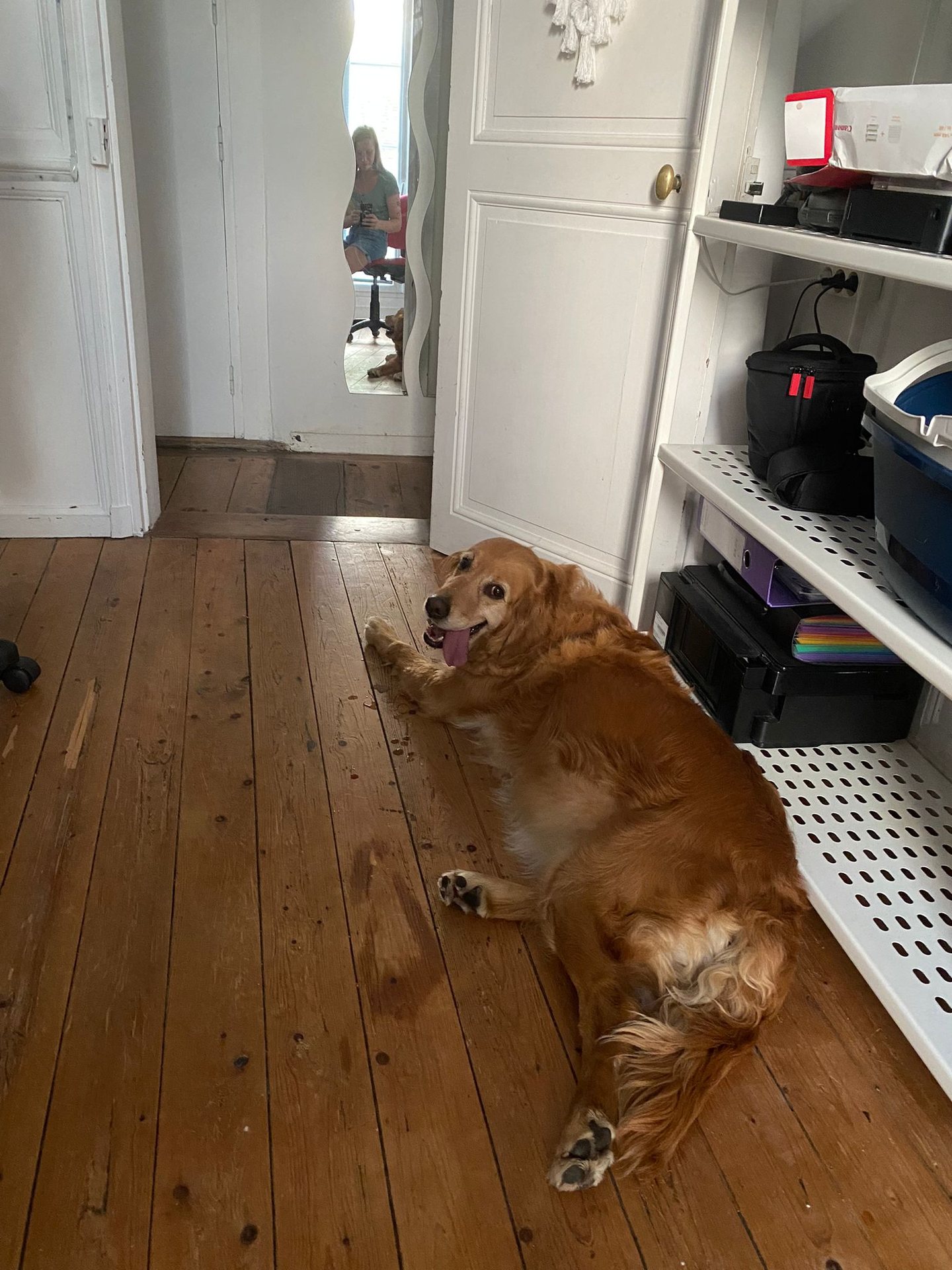 Chien à domicile
