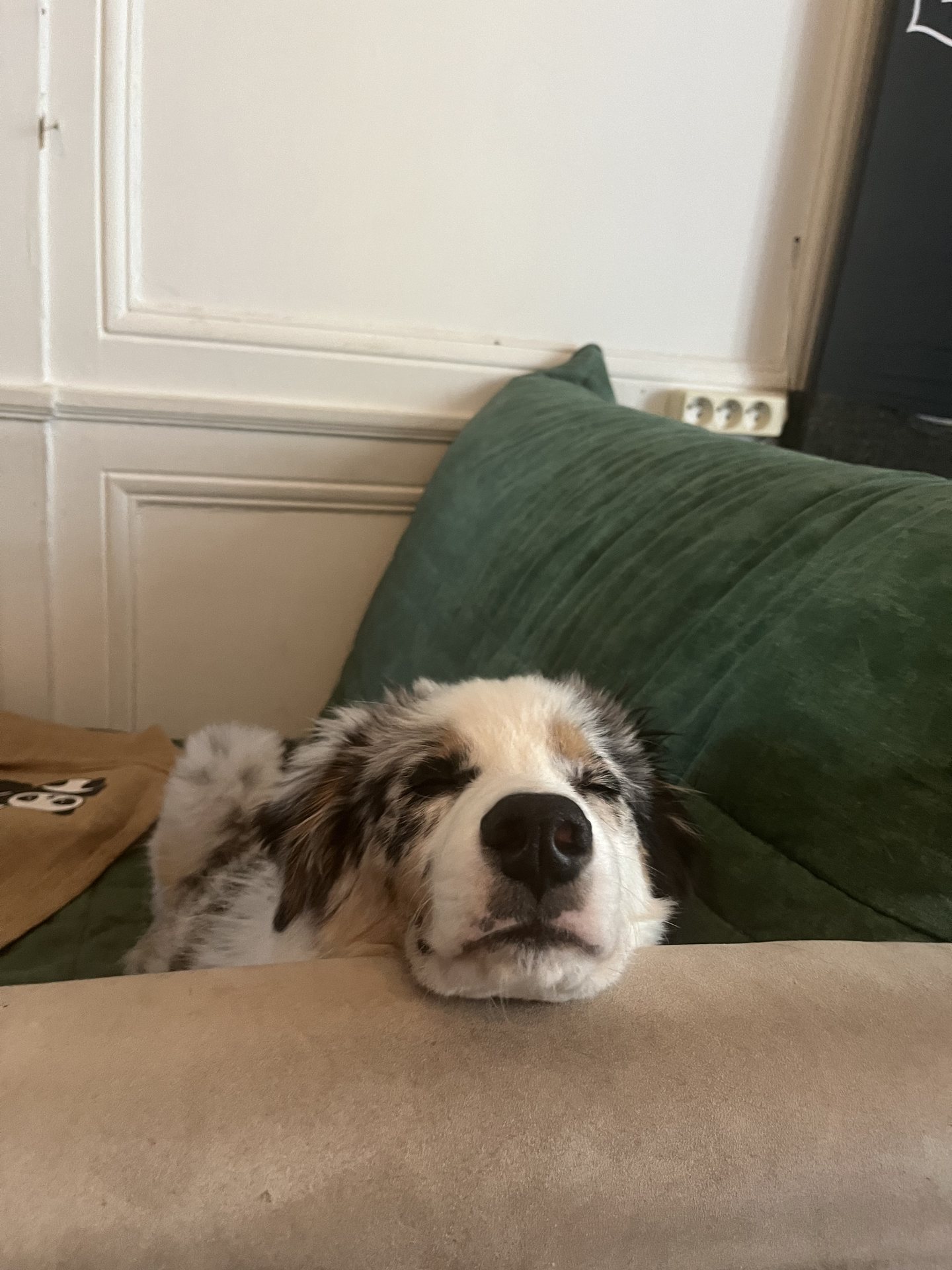 Chien observant tranquillement