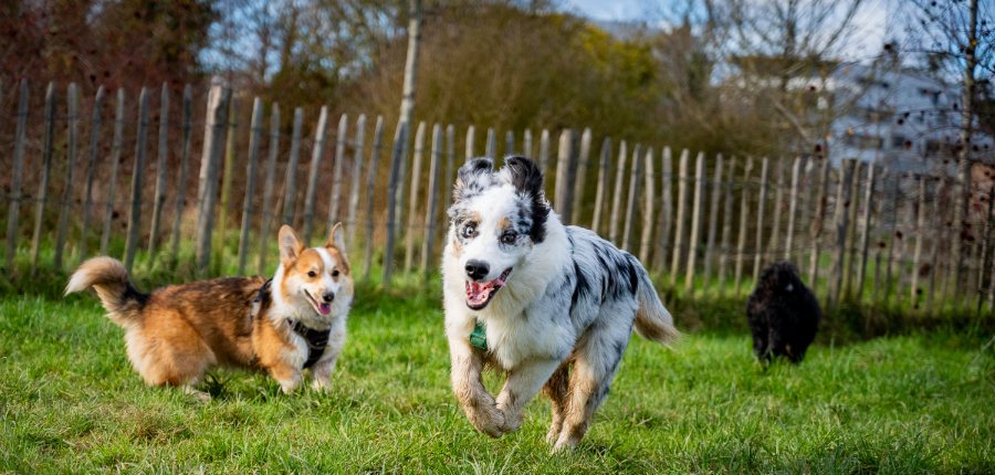 Chiens profitant du jardin pendant une garde