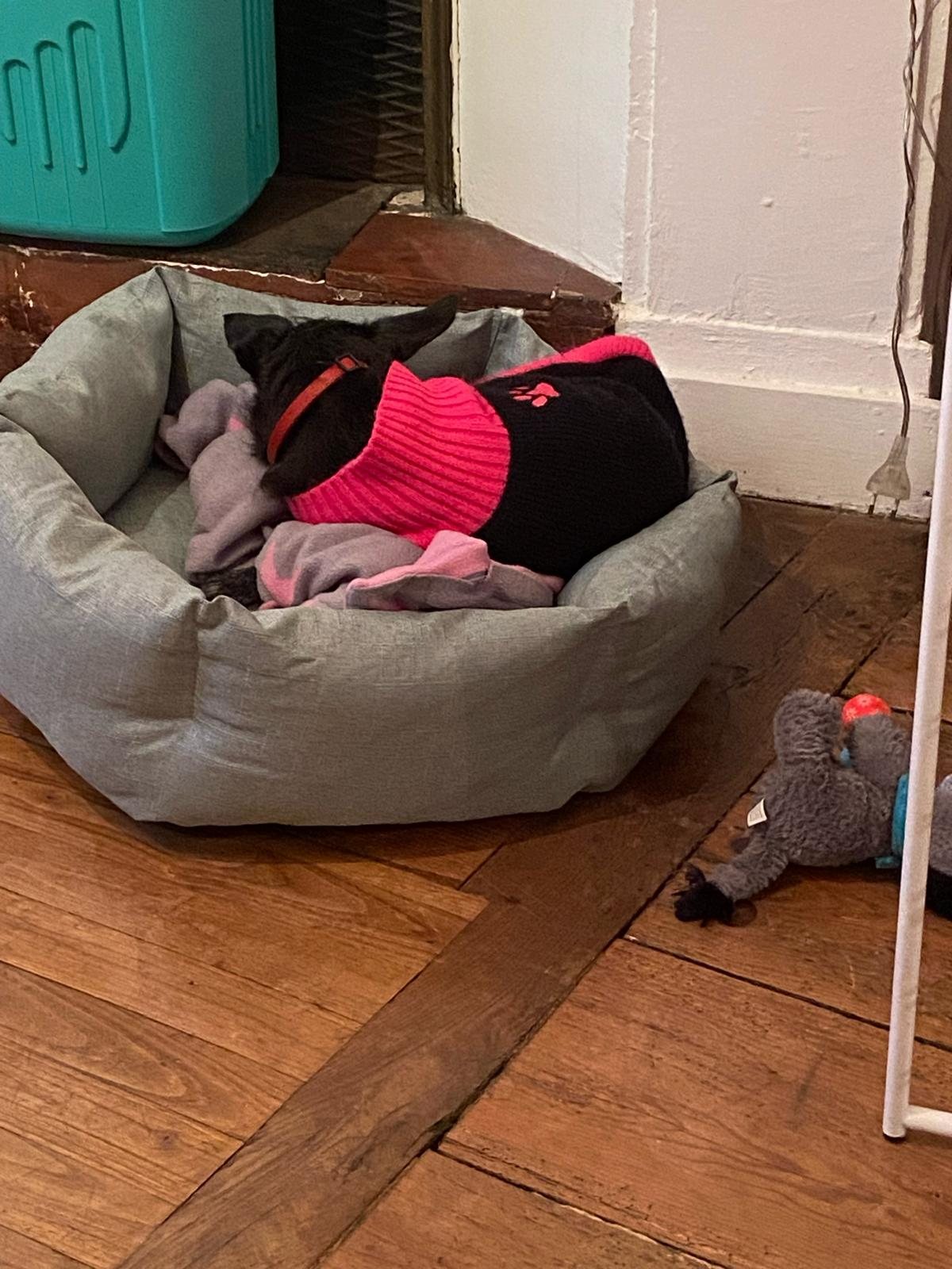 Petit chien installé dans son panier