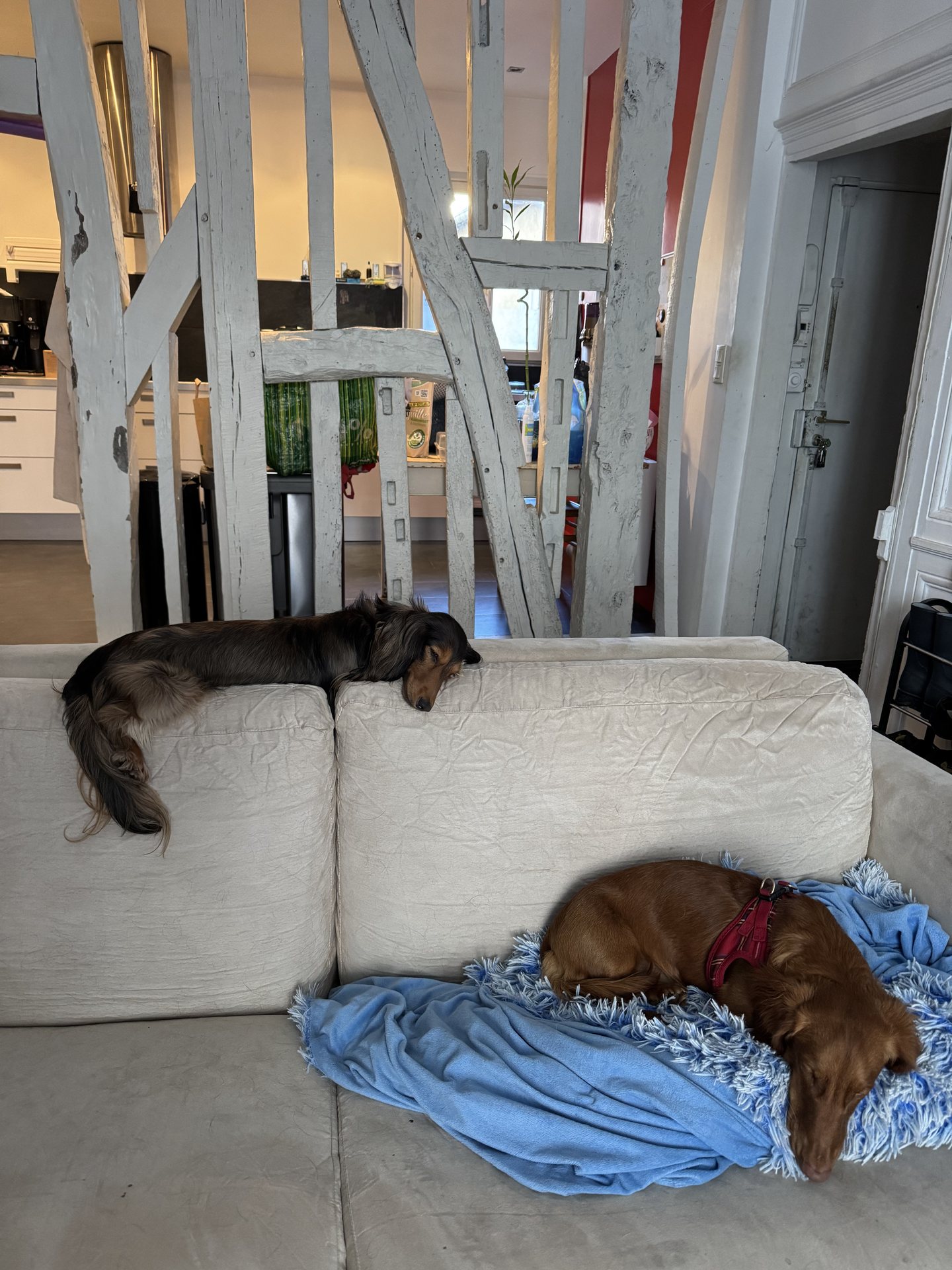 Deux teckels dans le salon